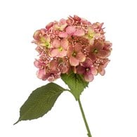 荷蘭Emerald人造花藝 繡球花-復古粉 (50cm)
