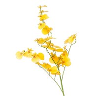 荷蘭Emerald人造花藝 文心蘭-黃色 (75cm)