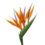 荷蘭Emerald人造花藝 天堂鳥花-橘色 (65cm)