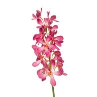 荷蘭Emerald人造花藝 萬代蘭-粉色 (80cm)
