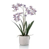 荷蘭Emerald人造花藝 腎藥蘭盆栽-紫色 (56cm)