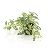 荷蘭Emerald人造植物 冷水花盆栽-綠白色 (19cm)