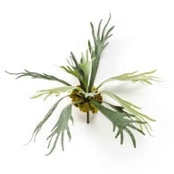荷蘭Emerald人造植物 鹿角蕨 (50cm)