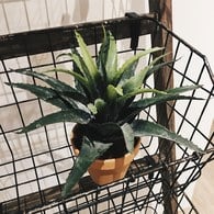 荷蘭Emerald人造植栽 小龍舌蘭灌木 (紅盆)