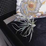 荷蘭Emerald人造植物 空氣鳳梨 (長24公分)