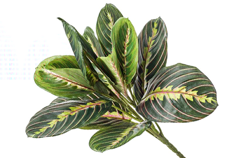荷蘭emerald人造植栽紅脈豹紋竹芋 長30公分 夏馬城市生活 夏馬城市生活