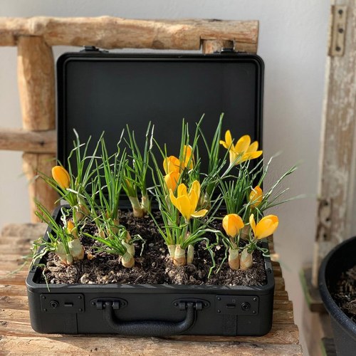 日本 八幡化成 復古行李收納箱 (L號、長 36.8 公分)