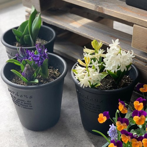 日本 八幡化成 城市農夫圓盆L號、直徑18.5公分)