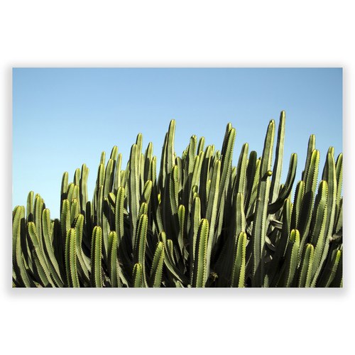 美國TwoPalms 青空仙人掌掛畫 (114公分)