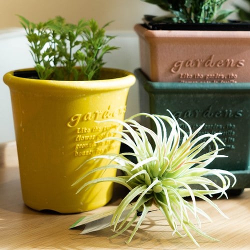 荷蘭Emerald人造植物 空氣鳳梨 (長12公分)