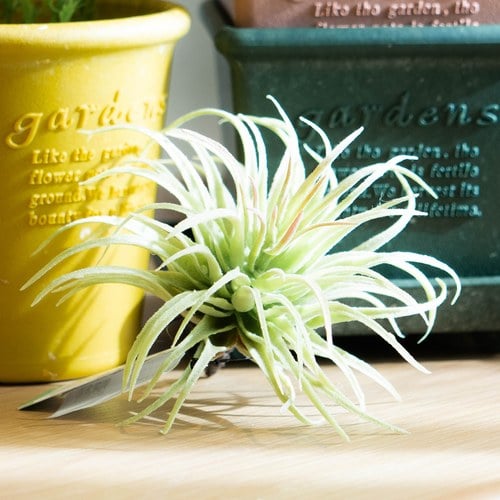 荷蘭Emerald人造植物 空氣鳳梨 (長12公分)