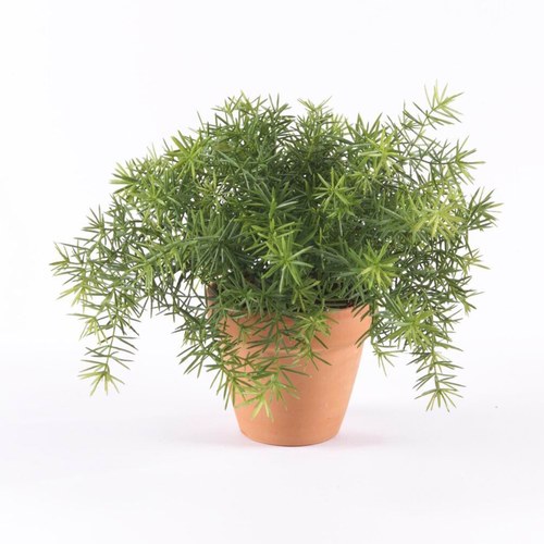 荷蘭 Emerald 武竹人造盆栽/復古紅盆