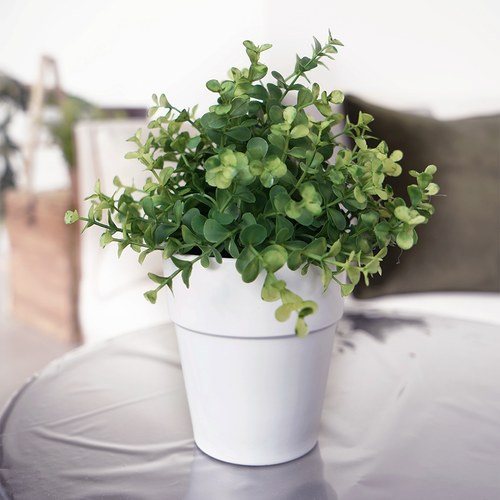 荷蘭Emerald人造植栽 尤加利葉 (白盆)