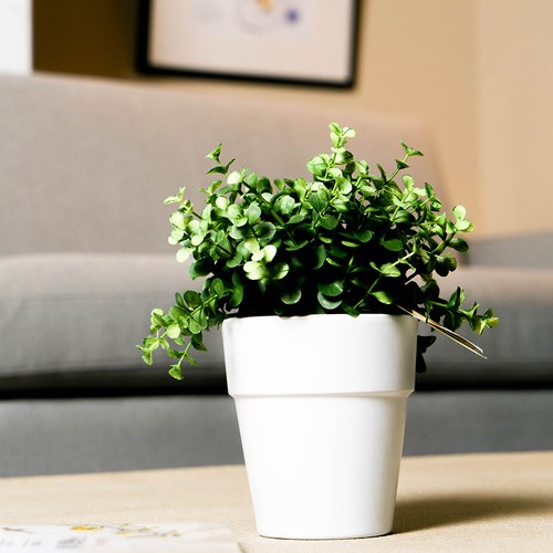 荷蘭Emerald人造植栽 尤加利葉 (白盆)