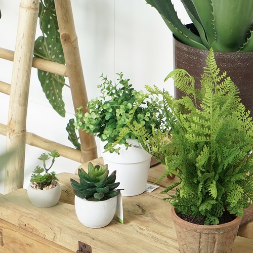 荷蘭Emerald人造植栽 尤加利葉 (白盆)