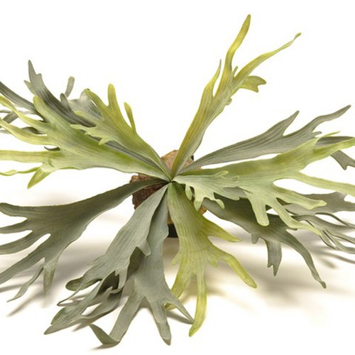 荷蘭 Emerald 鹿角蕨人造植栽