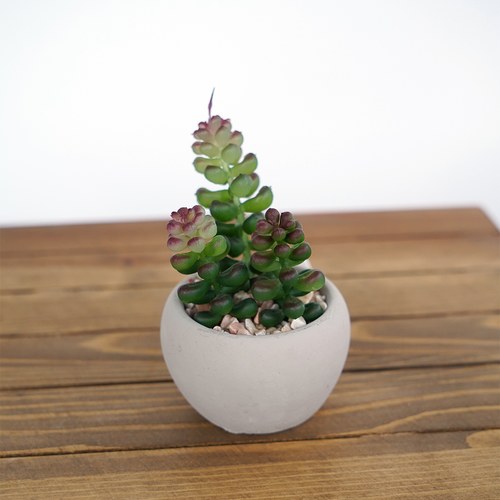 荷蘭Emerald人造植栽 薄雪萬年草多肉植物