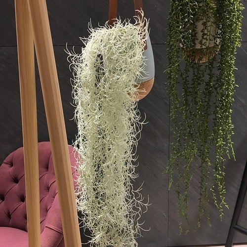 荷蘭Emerald人造植物 垂懸松蘿鳳梨灌木