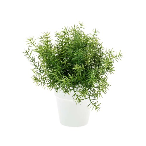 荷蘭Emerald人造植栽 蘆筍葉灌木 (白盆)