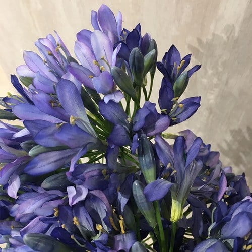 荷蘭Emerald人造花藝 紫穗蘭百子蓮 (長88公分)