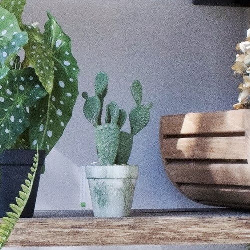 荷蘭Emerald人造植栽 扁平仙人掌