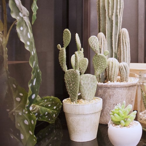 荷蘭Emerald人造植栽 扁平仙人掌