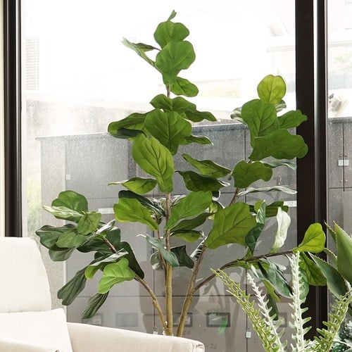 荷蘭Emerald人造植栽 琴葉榕(210公分)