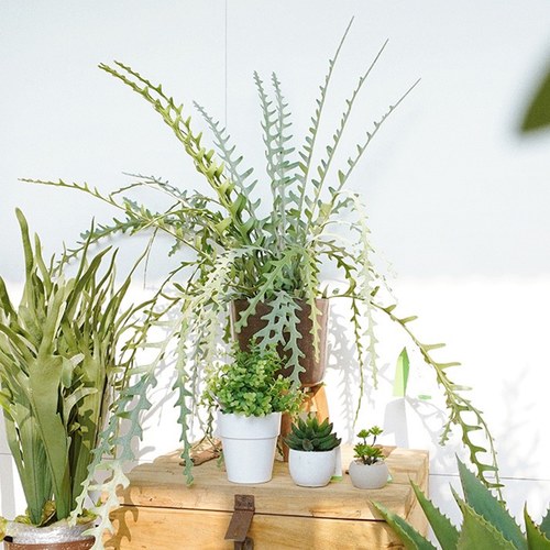 荷蘭Emerald人造植栽 曇花仙人掌(膠盆、50公分)