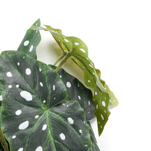 荷蘭Emerald人造植物 銀星秋海棠(30公分)