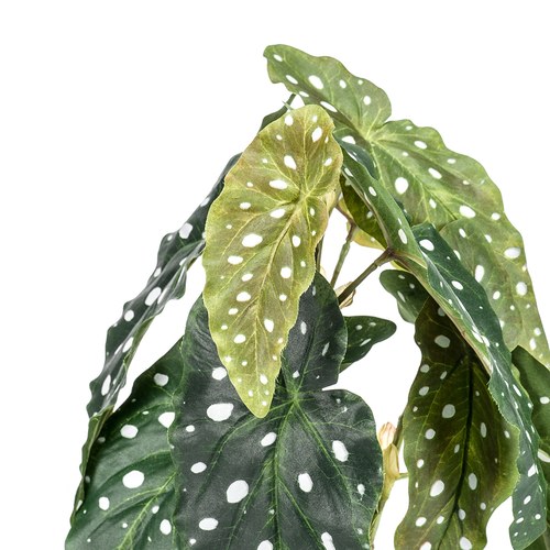 荷蘭Emerald人造植栽 銀星秋海棠(黑盆)