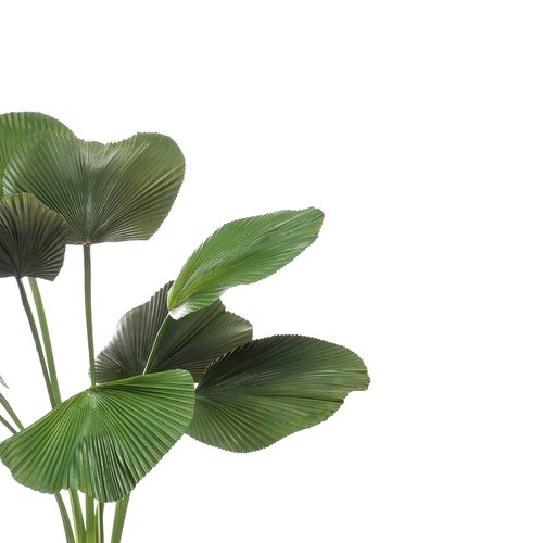 荷蘭Emerald人造植栽 圓扇椰子(130公分)