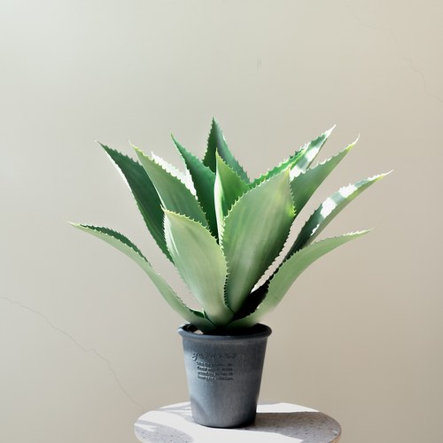 荷蘭Emerald人造植栽 小龍舌蘭灌木 (膠盆、15葉)