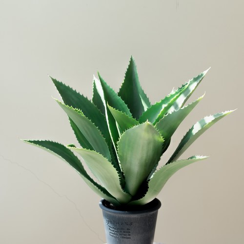 荷蘭Emerald人造植栽 小龍舌蘭灌木 (膠盆、15葉)