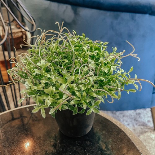 荷蘭Emerald人造植栽 田園水芹 (膠盆)