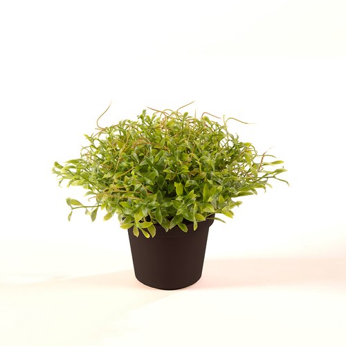 荷蘭Emerald人造植栽 田園水芹 (膠盆)