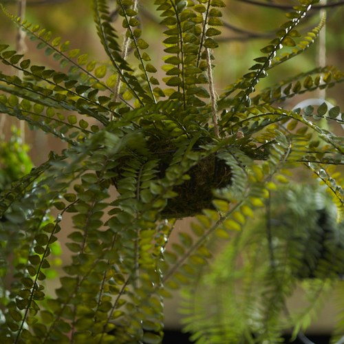 荷蘭Emerald人造植栽 垂墜羊齒蕨 (吊掛、95公分)