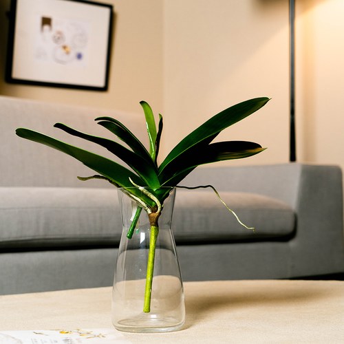 荷蘭Emerald人造植物 蝴蝶蘭葉 (長30公分)