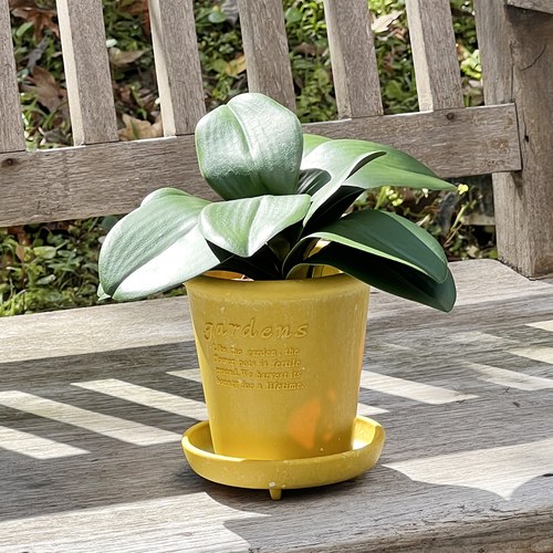 荷蘭Emerald人造植物 蝴蝶蘭葉 (長25公分)