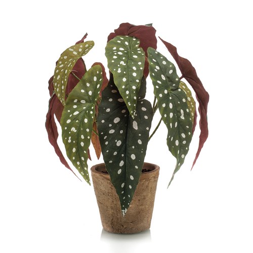 荷蘭Emerald人造植栽 銀星秋海棠 (紅盆)