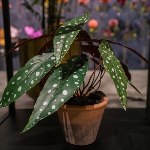 荷蘭Emerald人造植栽 銀星秋海棠 (紅盆)