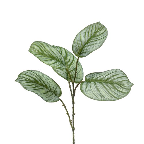 荷蘭Emerald人造植栽 蘋果竹芋葉片 (五株、74公分)