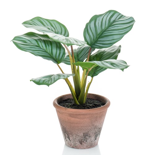 荷蘭Emerald人造植栽 青蘋果竹芋 (紅盆、32公分)