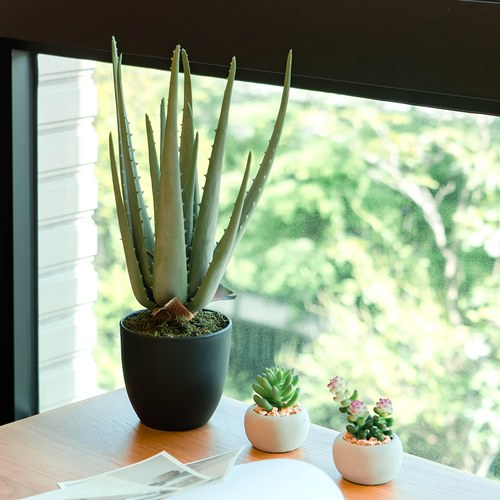 荷蘭Emerald人造植栽 蘆薈 (黑盆、35公分)