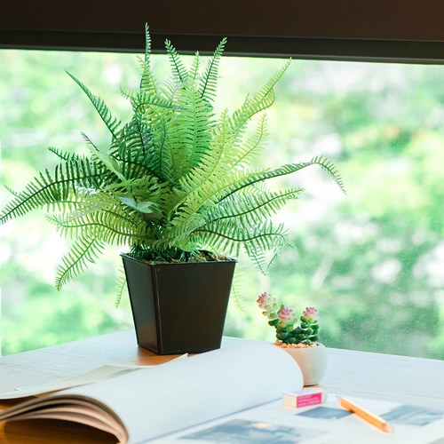 荷蘭Emerald人造植栽 蕨類黑盆 (高10公分)