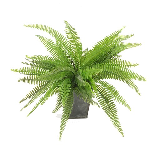 荷蘭Emerald人造植栽 蕨類黑盆 (高10公分)