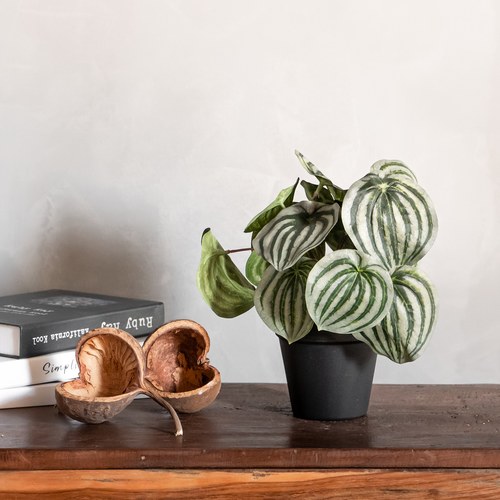 荷蘭Emerald人造植栽 西瓜皮椒草 (黑盆)