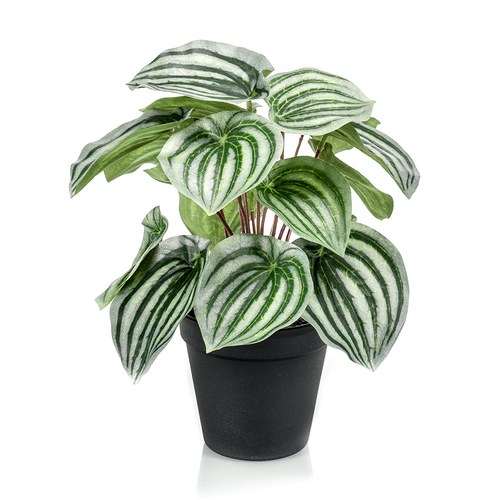 荷蘭Emerald人造植栽 西瓜皮椒草 (黑盆)