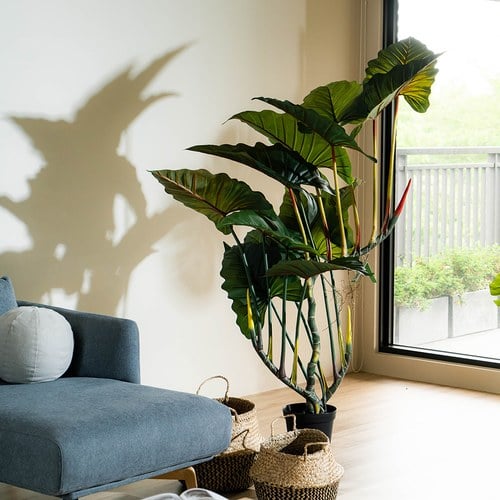 荷蘭Emerald人造植栽 姑婆芋 (膠盆、175公分)