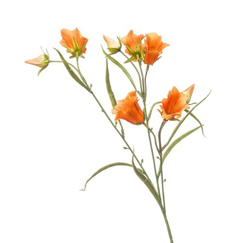 荷蘭Emerald人造花藝 風鈴草-橘色 (65cm)