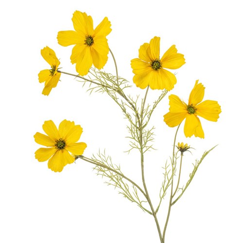 荷蘭Emerald人造花藝 大波斯菊-黃色 (75cm)